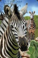 Opakowanie Mini kartka 3D Zebra