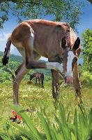 Opakowanie Mini kartka 3D Źrebię