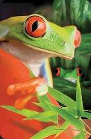 Opakowanie Minikartka 3D Żaba