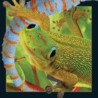 Opakowanie Pocztówka 3D Gekon