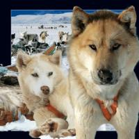 Opakowanie Pocztówka 3D Husky