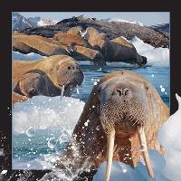 Opakowanie Pocztówka 3D Mors