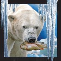 Opakowanie Pocztówka 3D Niedźwiedź polarny z rybą