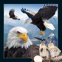 Opakowanie Pocztówka 3D Orzeł Bielik