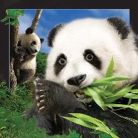 Opakowanie Pocztówka 3D Panda