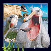 Opakowanie Pocztówka 3D Pelikan