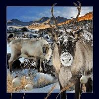 Opakowanie Pocztówka 3D Renifer