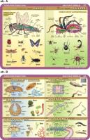 Podkładka edukacyjna. Owady, pajęczaki, pierwotniaki, płaziń. Autor: inne. SmakLiter.pl Okładka książki Podkładka edukacyjna. Owady, pajęczaki, pierwotniaki, płaziń