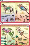 Podkładka edukacyjna. Płazy, gady, ssaki, ptaki. Autor: inne. SmakLiter.pl Okładka książki Podkładka edukacyjna. Płazy, gady, ssaki, ptaki