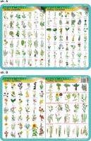 Podkładka edukacyjna. Rośliny ogrodowe, uprawne, pospolite i. Autor: inne. SmakLiter.pl Okładka książki Podkładka edukacyjna. Rośliny ogrodowe, uprawne, pospolite i