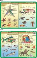 Podkładka edukacyjna. Szkarłupnie, skorupiaki, mięczaki, ryb. Autor: inne. SmakLiter.pl Okładka książki Podkładka edukacyjna. Szkarłupnie, skorupiaki, mięczaki, ryb
