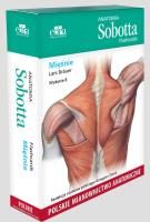 Anatomia Sobotta Flashcards. Mięśnie. Polskie mianownictwo anatomiczne. Autor: Bräuer L.. SmakLiter.pl Okładka książki Anatomia Sobotta Flashcards. Mięśnie. Polskie mianownictwo anatomiczne