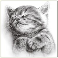 Okładka książki Karnet kot szkic 16x16 + koperta