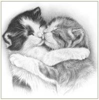 Okładka książki Karnet koty szkic 16x16 + koperta