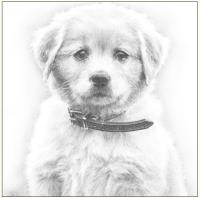 Okładka książki Karnet pies szkic 16x16 + koperta