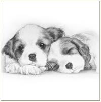 Okładka książki Karnet psy szkic 16x16 + koperta