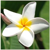 Opakowanie Karnet kwiat - plumeria DaVinci 16x16 cm + koperta (B2W 202 001)