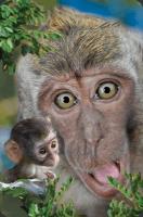 Opakowanie Minikartka 3D - Makak