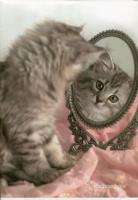 Opakowanie Zeszyt Rachel Hale A4/5M 80gr