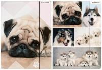 Okładka książki Teczka z gumką A4 pieski