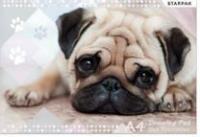 Blok rysunkowy biały Pieski A4/20k Starpak. Wydawca: Freeway. SmakLiter.pl Opakowanie Blok rysunkowy biały Pieski A4/20k Starpak