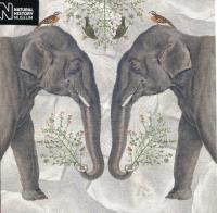 Opakowanie Karnet kwadrat z kopertą Indian Elephant