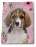 Opakowanie Zeszyt A5/16K linia (5szt) PASO