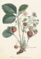 Opakowanie Karnet ST238 B6 + koperta Roślina truskawki 2 sztuki