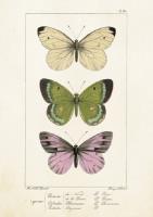 Opakowanie Karnet ST247 B6 + koperta Motyle 2 sztuki