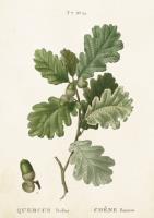 Opakowanie Karnet ST296 B6 + koperta Gałąź dębu 2 sztuki