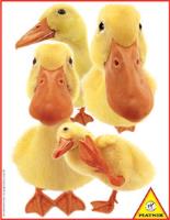 Opakowanie PUZZLE 100 KACZKI 