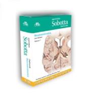 Anatomia Sobotta Flashcards Neuroanatomia. Autor: Bräuer L.. SmakLiter.pl Okładka książki Anatomia Sobotta Flashcards Neuroanatomia