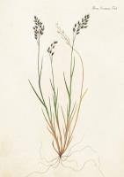 Opakowanie Karnet ST210 B6 + koperta Flora Danica