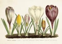 Opakowanie Karnet ST219 B6 + koperta Krokusy