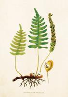 Opakowanie Karnet ST223 B6 + koperta Paproć 1