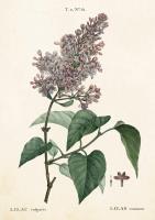 Opakowanie Karnet ST240 B6 + koperta Lilak pospolity