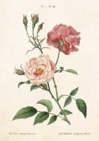 Opakowanie Karnet ST244 B6 + koperta Róża