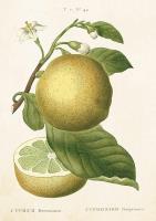 Opakowanie Karnet ST251 B6 + koperta Cytryna