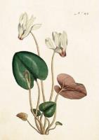 Opakowanie Karnet ST268 B6 + koperta Kwiat wiśni