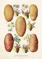 Opakowanie Karnet ST272 B6 + koperta Ziemniak