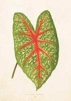 Opakowanie Karnet ST281 B6 + koperta Liść kaladium