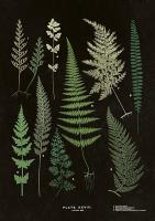 Opakowanie Karnet ST285 B6 + koperta Paproć 3