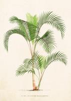 Opakowanie Karnet ST288 B6 + koperta Palma