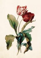 Opakowanie Karnet ST290 B6 + koperta Tulipan czerwony