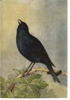 Opakowanie Karnet ST292 B6 + koperta Kruk