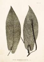 Opakowanie Karnet ST294 B6 + koperta Pieprz 2