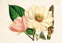 Opakowanie Karnet ST295 B6 + koperta Kwiaty