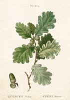 Opakowanie Karnet ST296 B6 + koperta Gałąź dębu