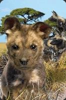 Opakowanie Mini kartka 3D Pies likaon