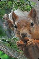 Opakowanie Mini kartka 3D Wiewiórka